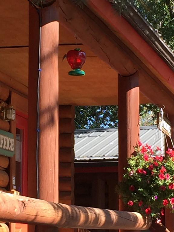 Teton Valley Cabins Driggs Eksteriør bilde